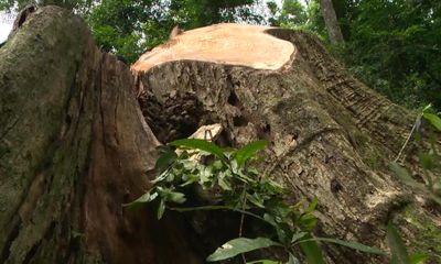 Gia Lai: Khởi tố vụ khai thác trộm gỗ hương