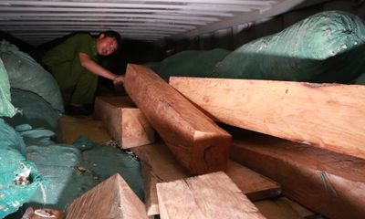 Đang chở gỗ lậu ra Hà Nội tiêu thụ thì bị bắt