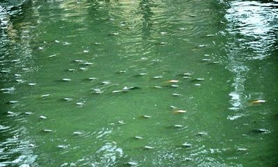 Cá nổi dày đặc trên kênh Nhiêu Lộc