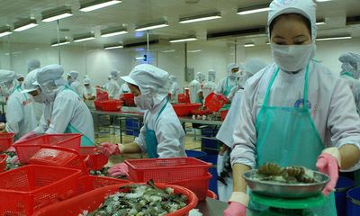 Úc sẵn sàng xem xét nhập khẩu tôm tươi nguyên con của Việt Nam