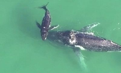 Cá voi con giải cứu mẹ bị mắc kẹt ở vùng nước nông