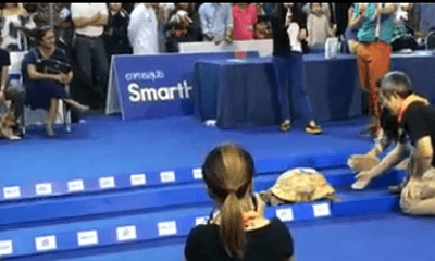Rùa chạy đua thắng thỏ gây sốt mạng xã hội