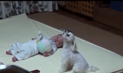 Phản ứng đáng yêu của chó cưng khi thấy bé khóc