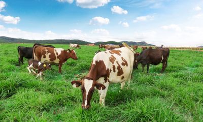 Trang trại bò sữa Organic theo tiêu chuẩn Châu Âu đầu tiên tại VN của Vinamilk