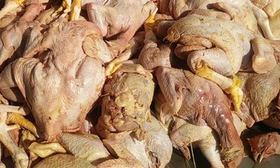 Hà Tĩnh: Bắt một lượng lớn gà đã giết mổ chưa qua kiểm dịch