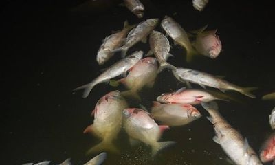 Hồ Linh Đàm: Cá chết trắng trải dài hàng cây số, bốc mùi nồng nặc