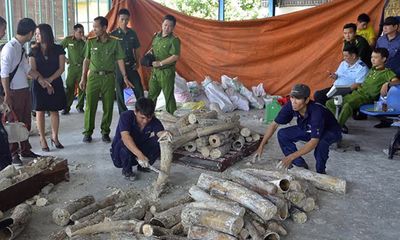 Liên tục bắt giữ các vụ nhập lậu ngà voi về Việt Nam