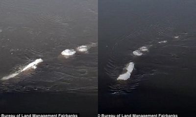 Phát hiện sinh vật giống quái vật hồ Loch Ness tại... Alaska