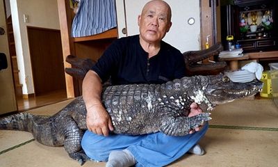Cụ ông 65 tuổi nuôi cá sấu cưng, dắt đi dạo phố mỗi ngày