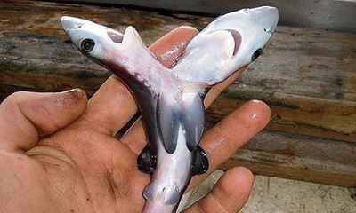 Cá mập 2 đầu xuất hiện ngày càng nhiều trên khắp thế giới