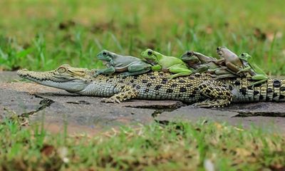 Hài hước: Cảnh gia đình ếch “cả gan” quá giang trên lưng cá sấu