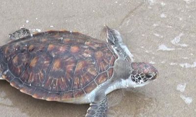 Hà Tĩnh: Thả rùa lạ nặng 7kg về biển