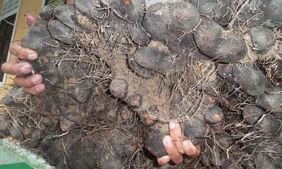 Đào được củ khoai tía khổng lồ nặng 23kg