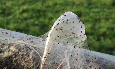 Mạng nhện khổng lồ được giăng bởi hàng nghìn con nhện