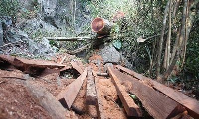 Truy tìm “đầu nậu” phá nát rừng đặc dụng Phong Quang 