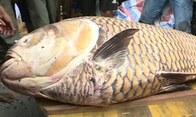 Cá hô nặng 125 kg, giá 300 triệu mắc lưới ngư dân miền Tây