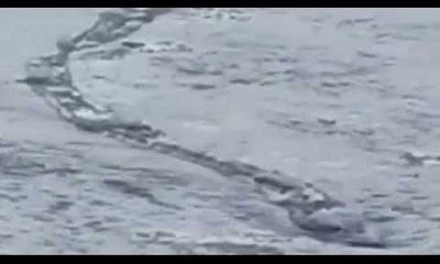 Phát hiện quái vật rồng khổng lồ trên sông băng?