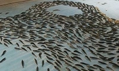 Hãi hùng sân trượt băng trở thành mồ chôn hàng nghìn con cá chết