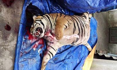 Vụ mua hổ sống 300kg về cắt tiết, nấu cao: 4 đối tượng bị khởi tố