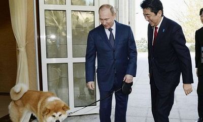 Nga từ chối nhận chú chó Akita Nhật Bản dự định tặng Tổng thống Putin