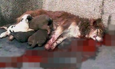 Xúc động với hình ảnh chó mẹ cố lết về nhà cho con bú dù bị thương đầy máu