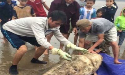 Hà Tĩnh: Phát hiện xác cá heo nặng gần 100kg trôi dạt vào bờ biển