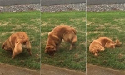 Chú chó đào hố trong vườn bị chủ phát hiện và cái kết hài 'té ghế'