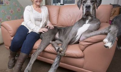 Ngắm chú chó cao hơn 2m, nặng 92kg to lớn nhất thế giới