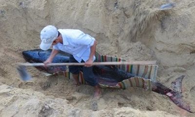 Mai táng cá heo hơn 300kg dạt vào bờ biển Quảng Ngãi