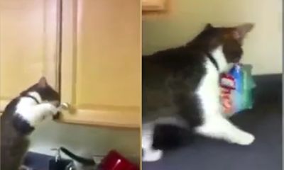 'Siêu trộm' mèo mở tủ bếp ăn cắp bim bim rất lành nghề