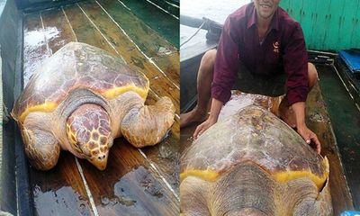 Thả rùa vàng 70kg mắc lưới ngư dân về biển khơi