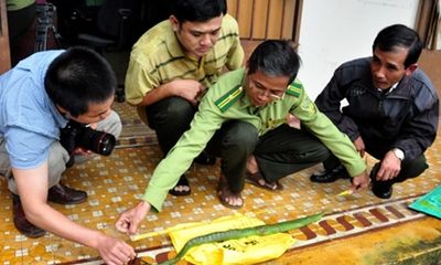 Bình Định: Hàng chục người bị rắn lục đuôi đỏ cắn nhập viện