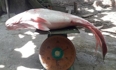 Ngư dân Vĩnh Long bắt được cá sủ vàng 3,5 kg giá tiền tỷ