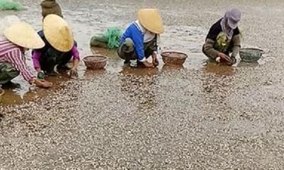 Ngao chết hàng loạt ở Thanh Hóa: Phát hiện mẫu chất thải độc hại