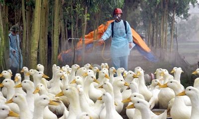 Dịch H5N1 nguy cơ bùng phát, nhiều địa phương căng mình phòng, chống