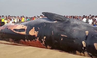 Phát hiện xác cá voi dài hơn 12m trôi dạt vào bờ biển Mumbai