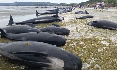 Kỳ lạ hiện tượng hàng trăm chú cá voi “tự sát” ở New Zealand