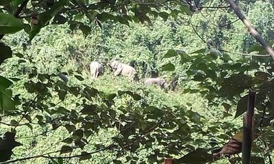 Quảng Nam: Đàn voi rừng liên tục kéo về gần khu dân cư