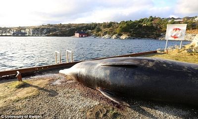 Hiện trường - Túi ni nylon, rác thải đầy ắp trong dạ dày cá voi mắc cạn