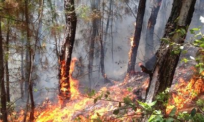 Cháy khu vực thảm thực vật ở Hải Phòng, 1 người thiệt mạng