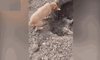 Chú chó dùng mũi hất đất xuống hố chôn bạn chết vì tai nạn giao thông