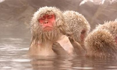 Vườn thú Nhật Bản tiêu hủy 57 con khỉ mang gen “ngoại”