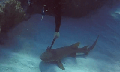 Chú cá mập 'hiền' nhất quần đảo Cayman cầu cứu thợ lặn khi bị dao đâm trúng đầu