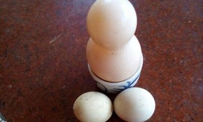 Gà đẻ trứng 