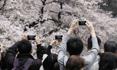 Mặt trái ảm đạm của mùa hoa anh đào rực rỡ ở Nhật Bản