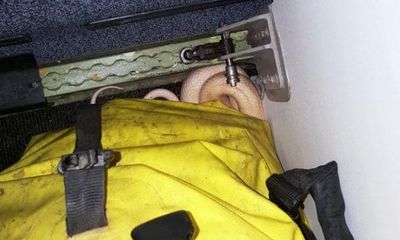 Hành khách tá hỏa khi phát hiện rắn trên máy bay