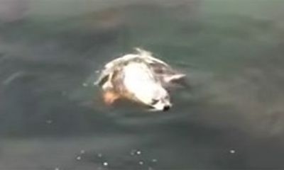 Hải cẩu phơi nắng bị bạch tuộc khổng lồ kéo vào tử chiến