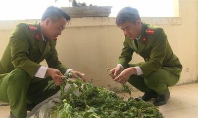 Bắt quả tang vườn thuốc phiện hơn 100 cây tại Thái Bình