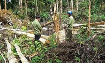 Để mất 2000 hécta rừng, hàng loạt lãnh đạo công ty lâm nghiệp bị bắt