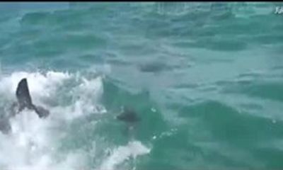 Cá mập trắng khổng lồ hung dữ đớp ngang người hải cẩu